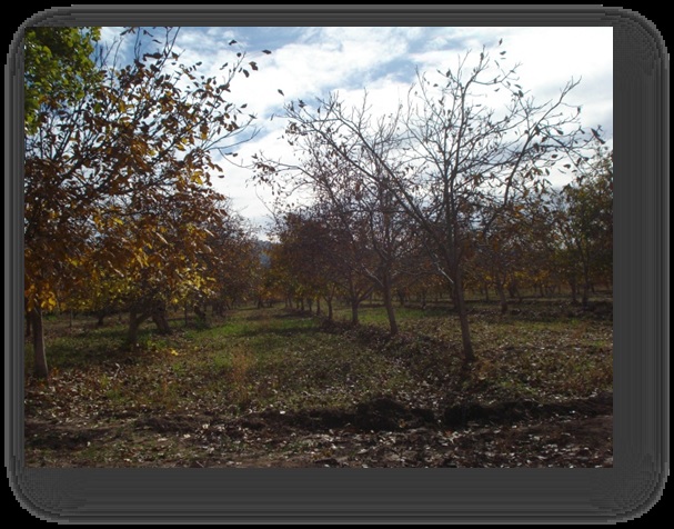 Nogales de Andalgalá